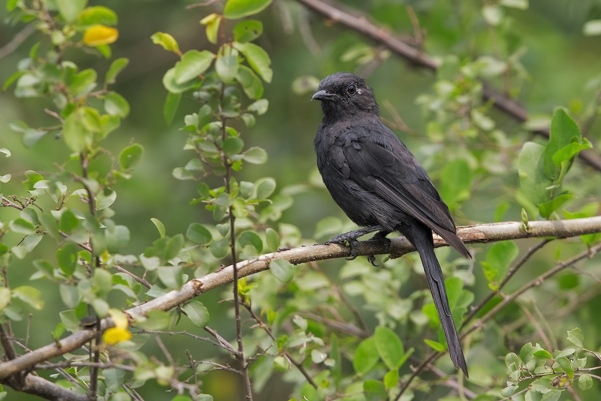 Northern Black-Flycatcher - Marco Valentini