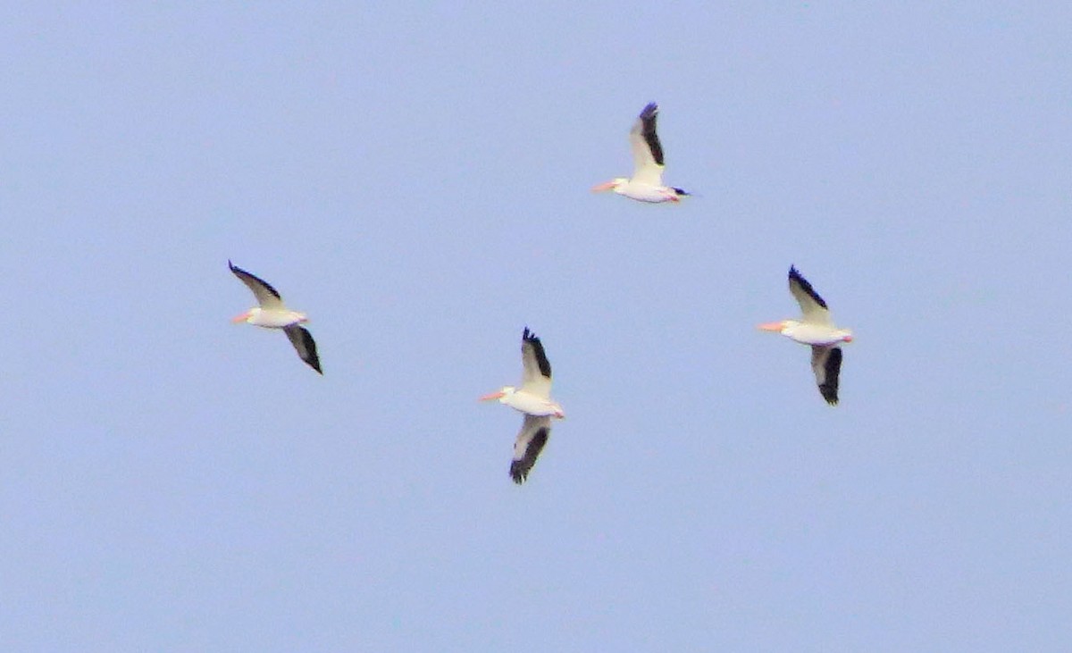 American White Pelican - Pat Mulligan