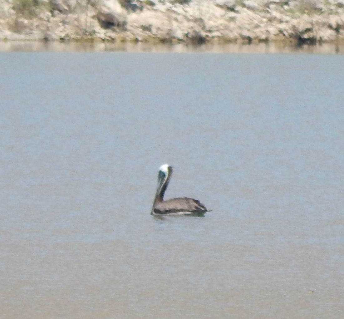 Brown Pelican - ML20645891