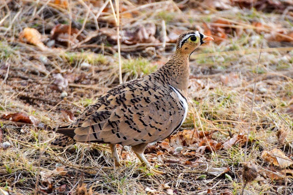 Black-faced Sandgrouse - ML206459961