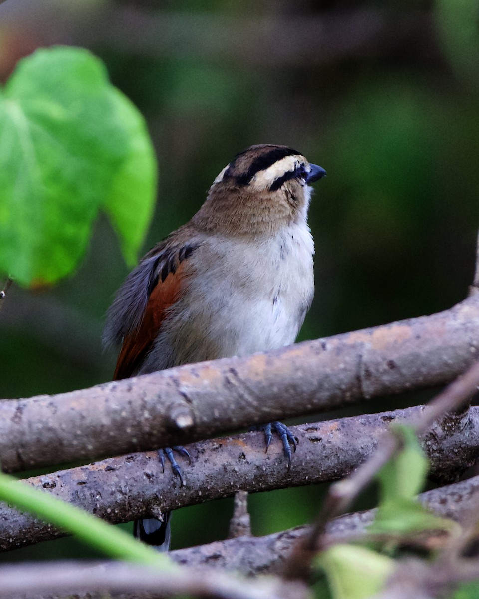 Brown-crowned Tchagra - ML206461271