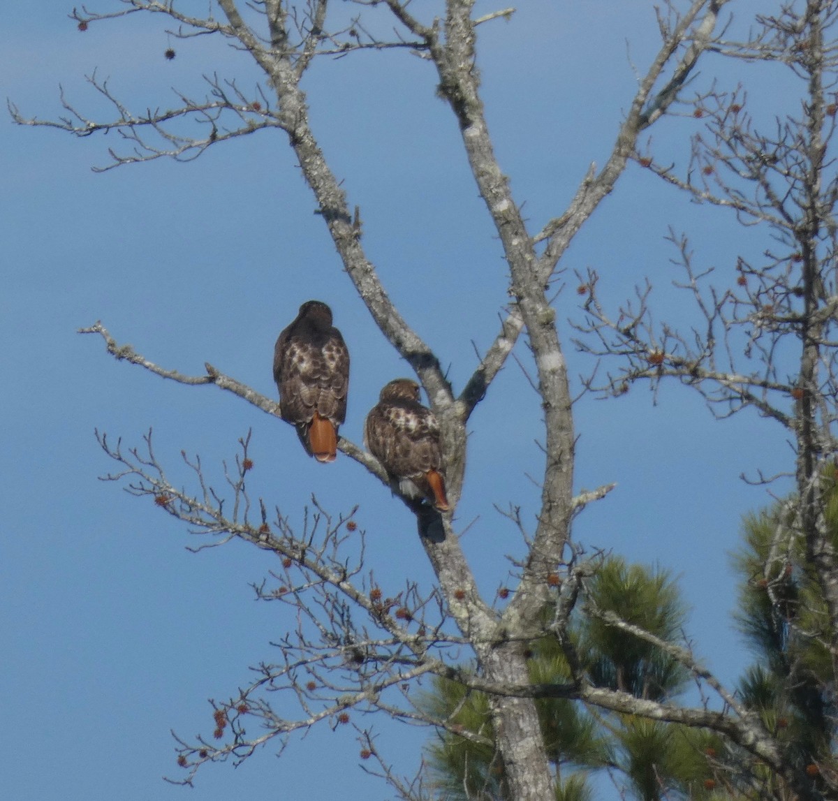 Red-tailed Hawk - ML206462911