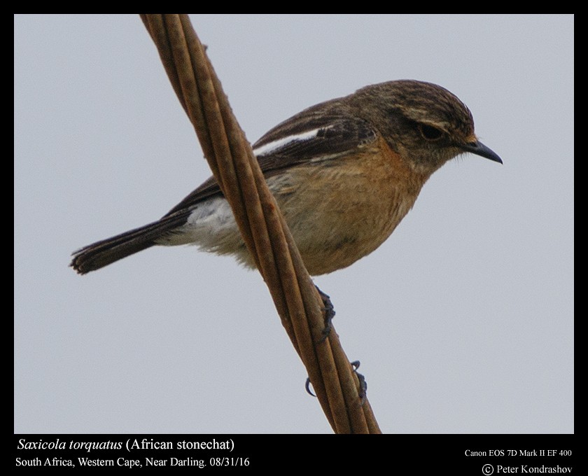 African Stonechat - ML206463741