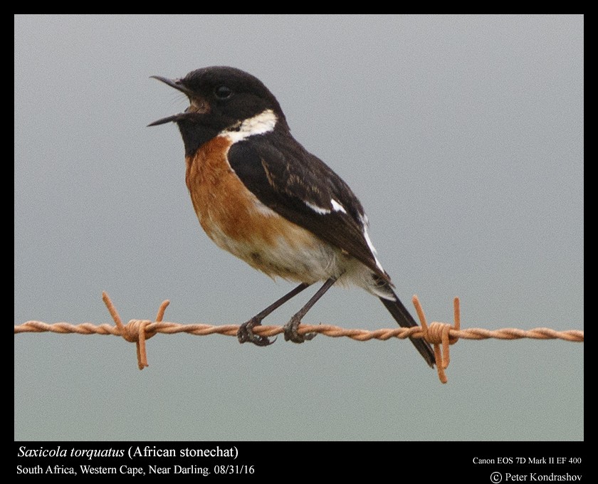 African Stonechat - ML206463751
