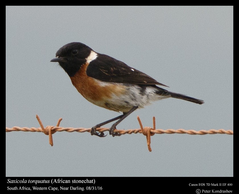 African Stonechat - ML206463761