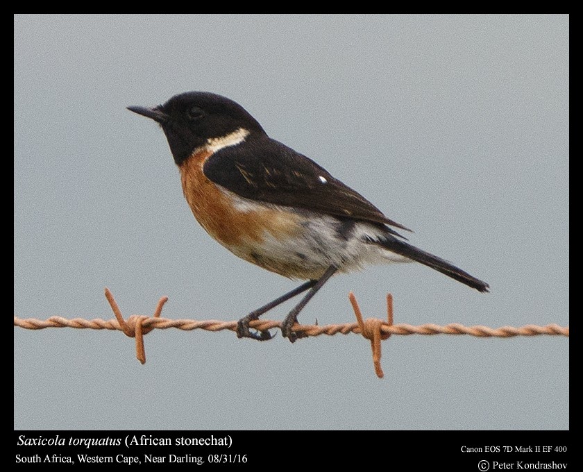 African Stonechat - ML206463771