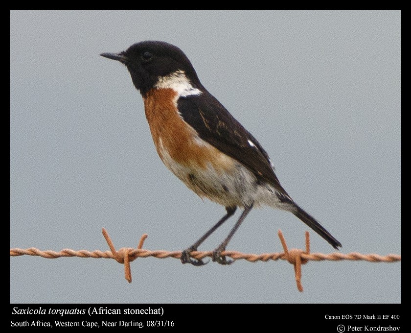 African Stonechat - ML206463781