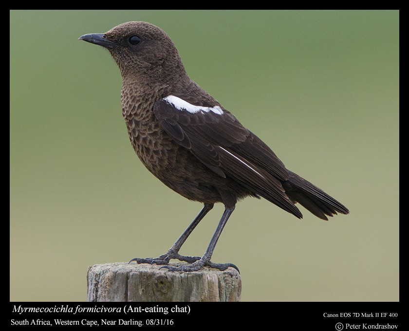 Southern Anteater-Chat - ML206463811