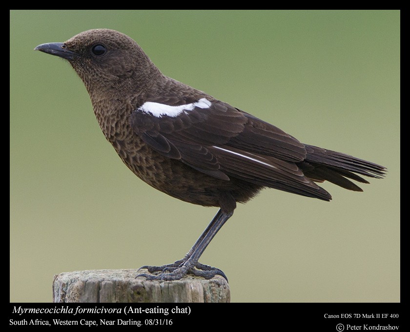 Southern Anteater-Chat - ML206463831