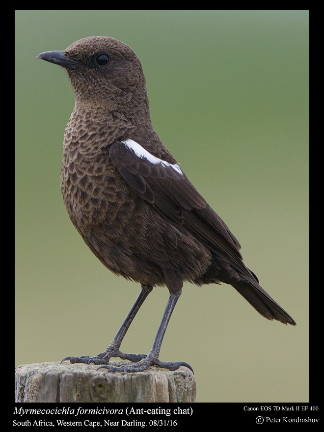 Southern Anteater-Chat - ML206463841