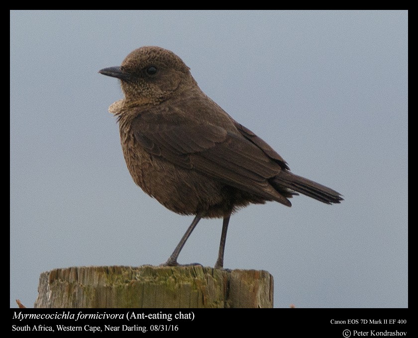 Southern Anteater-Chat - ML206463851