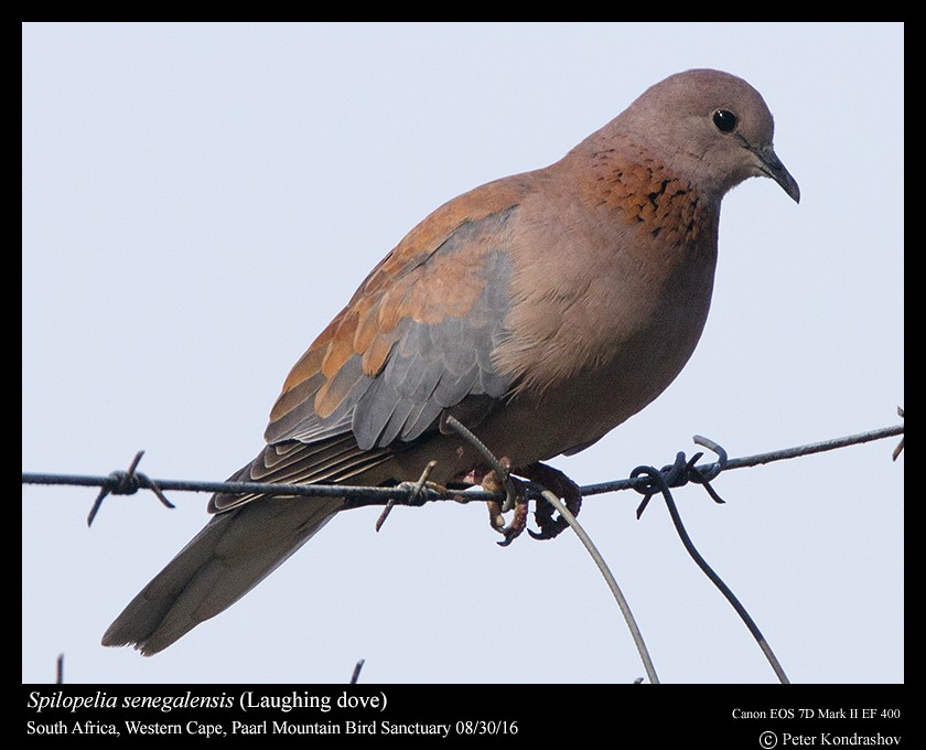 Tórtola Senegalesa - ML206466061