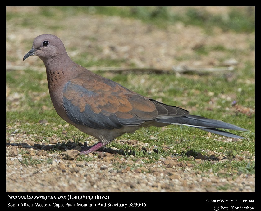 Tórtola Senegalesa - ML206466101