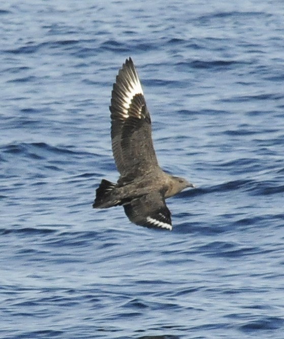 South Polar Skua - ML20646611