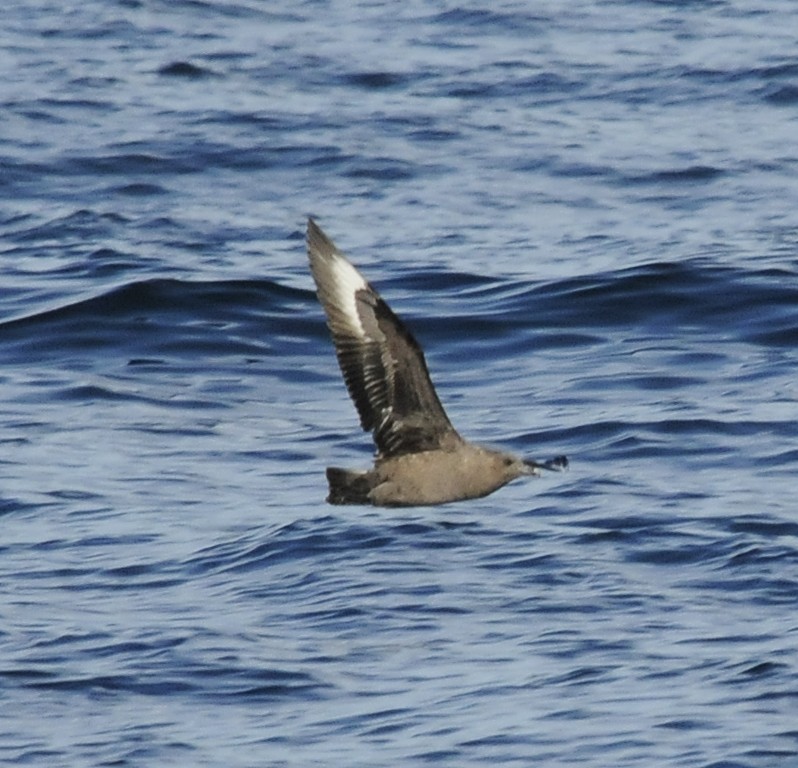 South Polar Skua - ML20646621