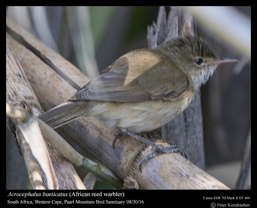 Common Reed Warbler (African) - ML206466441