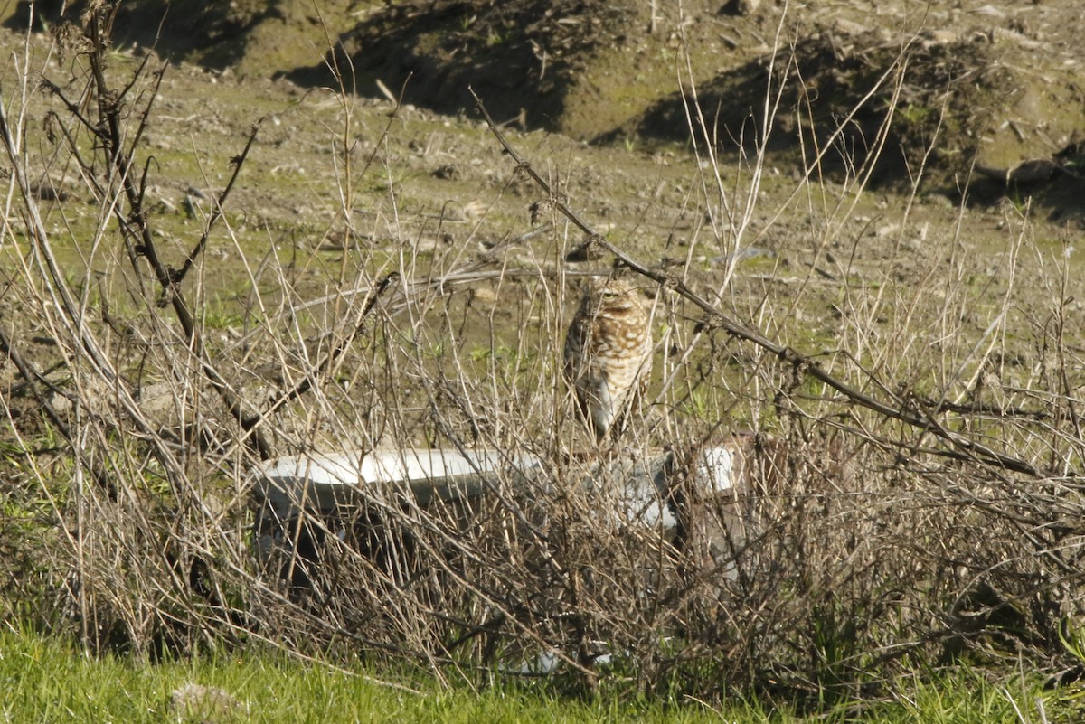 Burrowing Owl - ML206467641