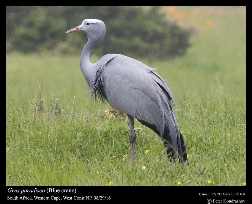 Grulla del Paraíso - ML206468351