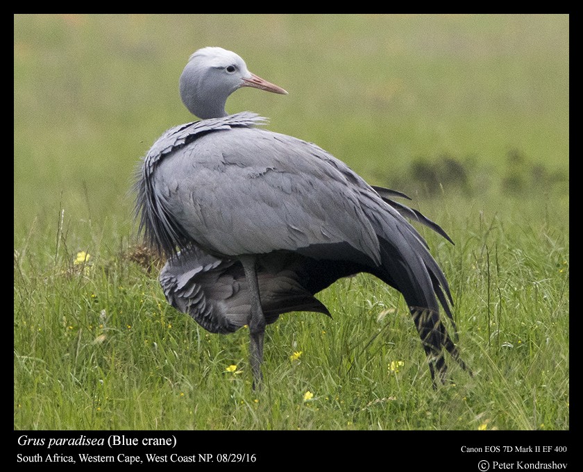 Blue Crane - Peter Kondrashov