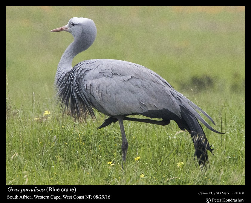 Blue Crane - Peter Kondrashov