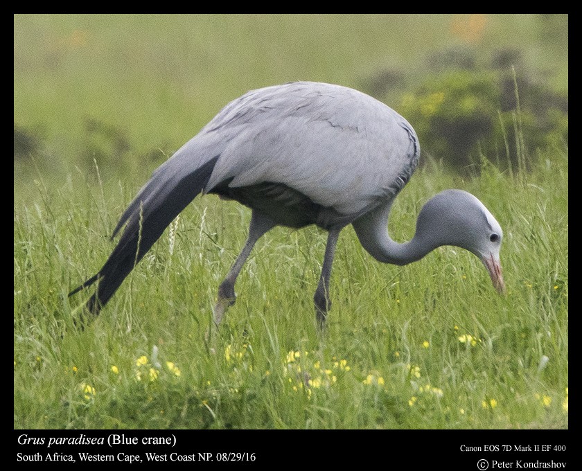 Blue Crane - Peter Kondrashov