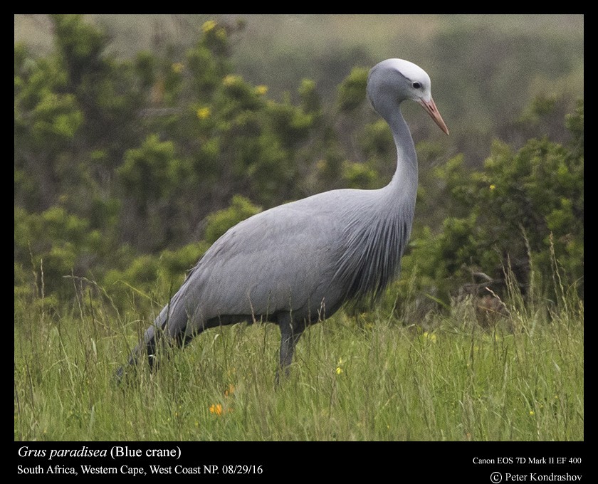 Blue Crane - Peter Kondrashov