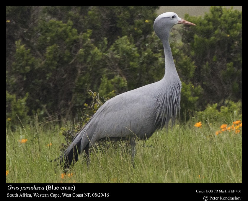 Blue Crane - ML206468411