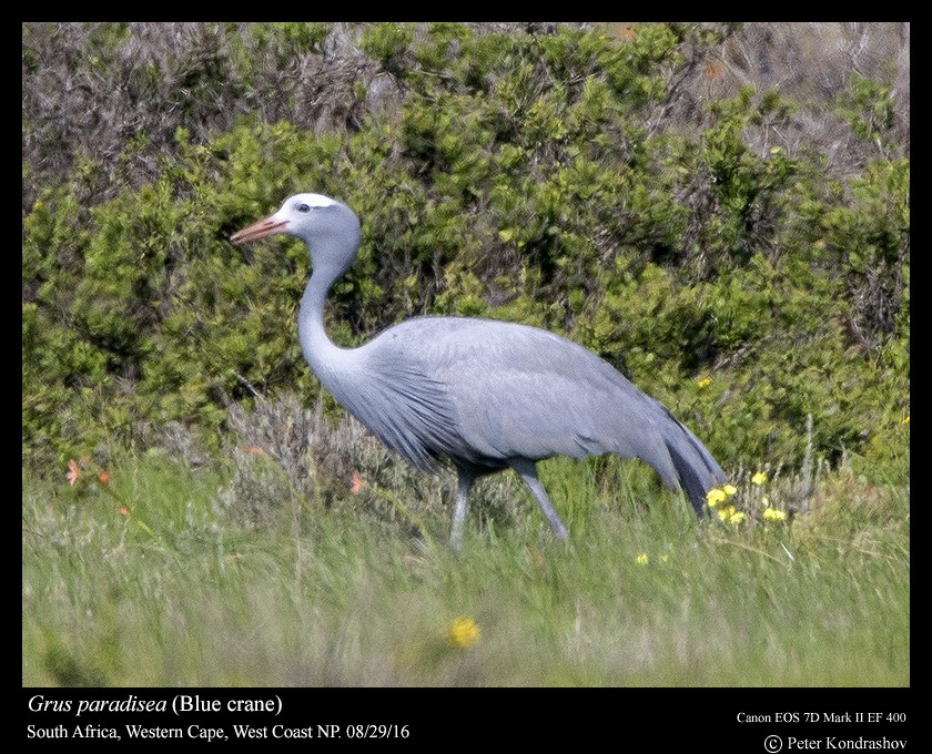 Blue Crane - Peter Kondrashov