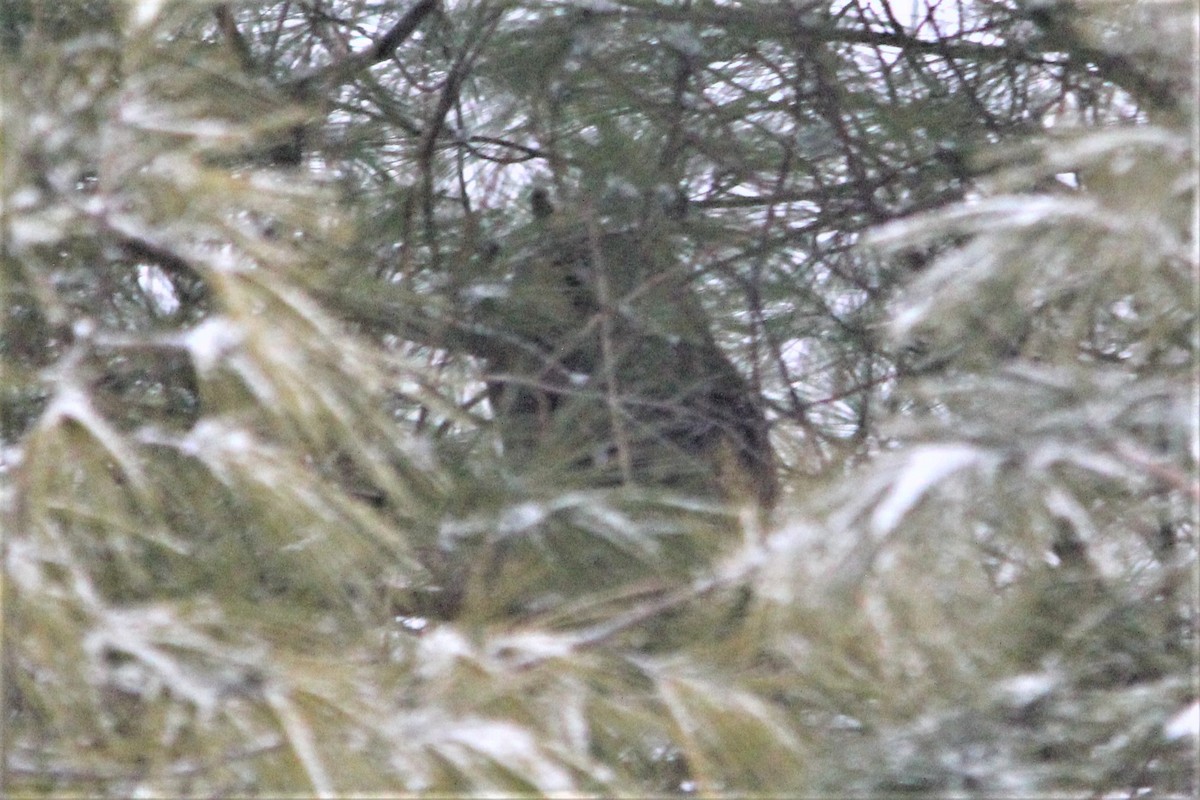 Long-eared Owl - ML206469881