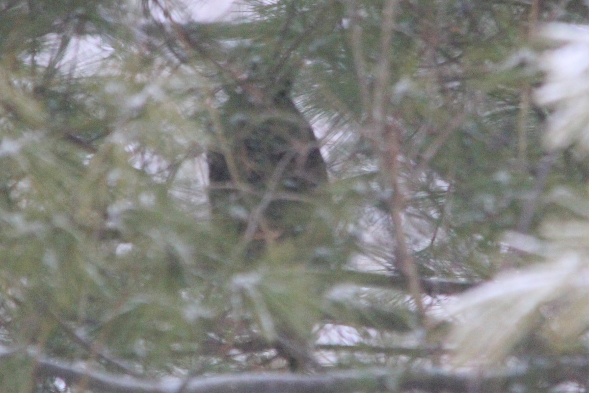 Long-eared Owl - ML206469961