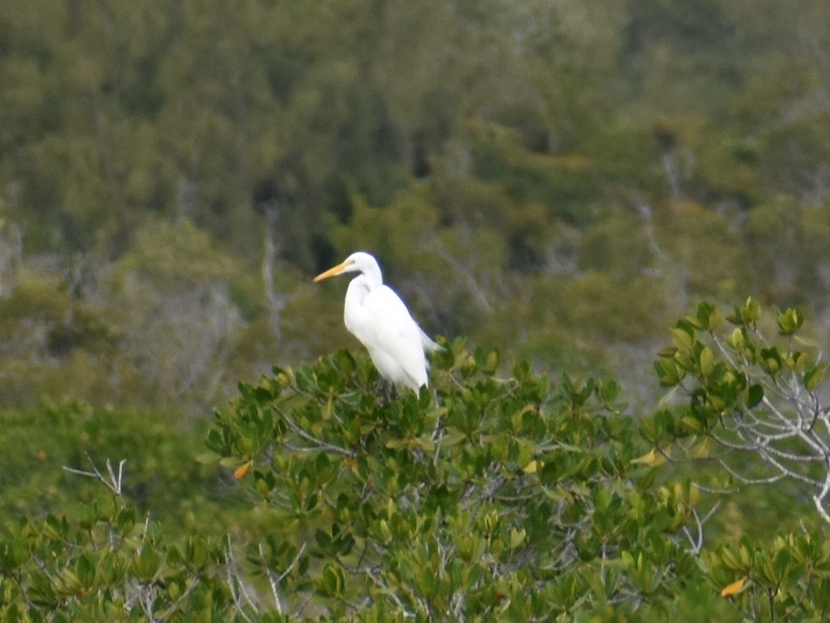 Great Egret - ML206470031