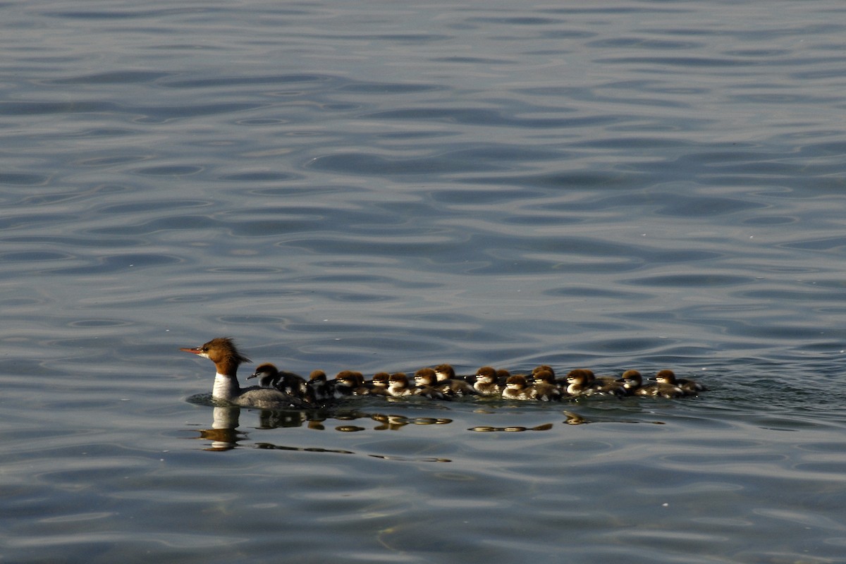 Common Merganser - ML206470131