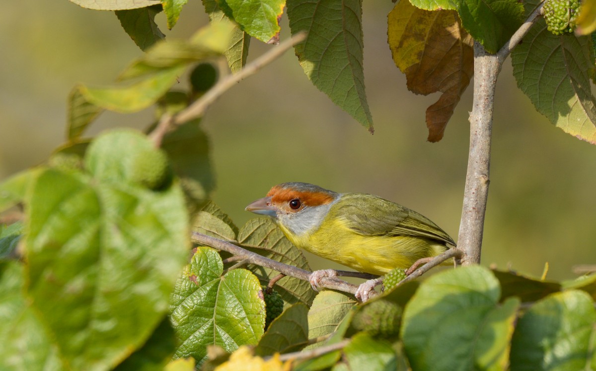 Vireón Cejirrufo (grupo gujanensis) - ML206472401