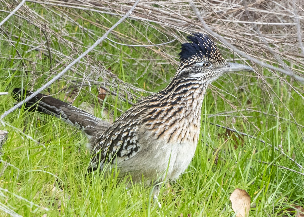 Greater Roadrunner - Michael Linz