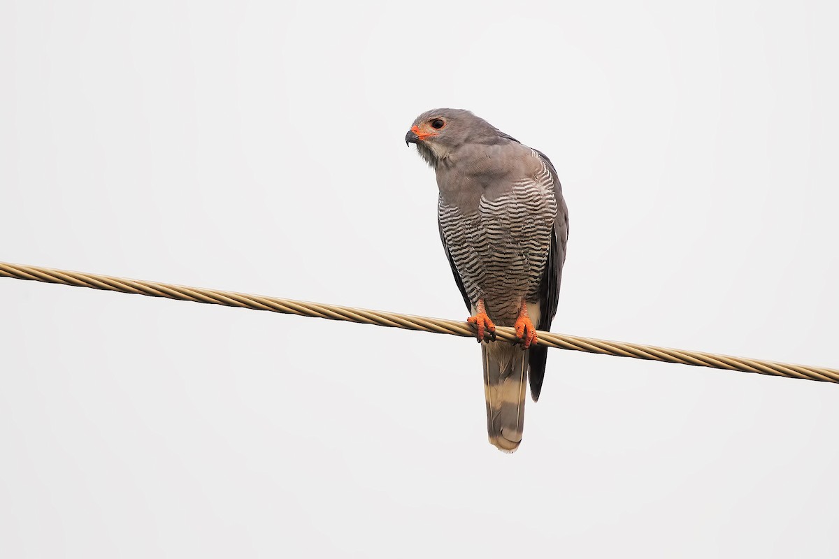 Lizard Buzzard - ML206473391