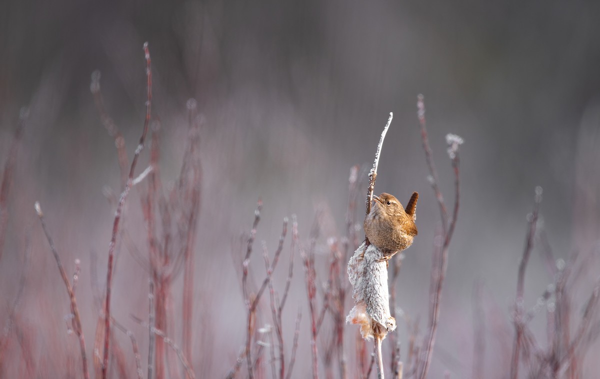 Winter Wren - ML206474861