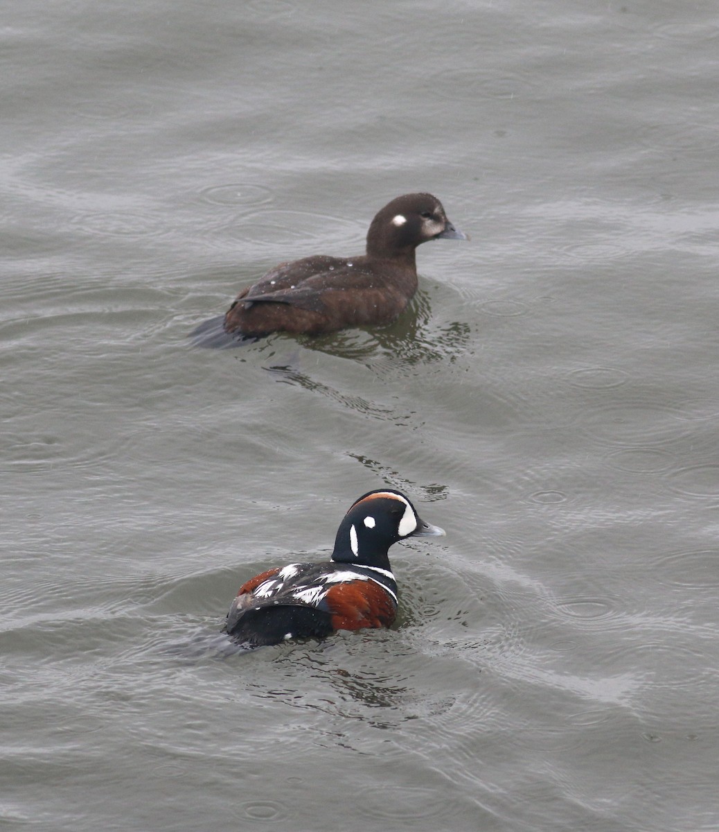 Harlequin Duck - ML206474921