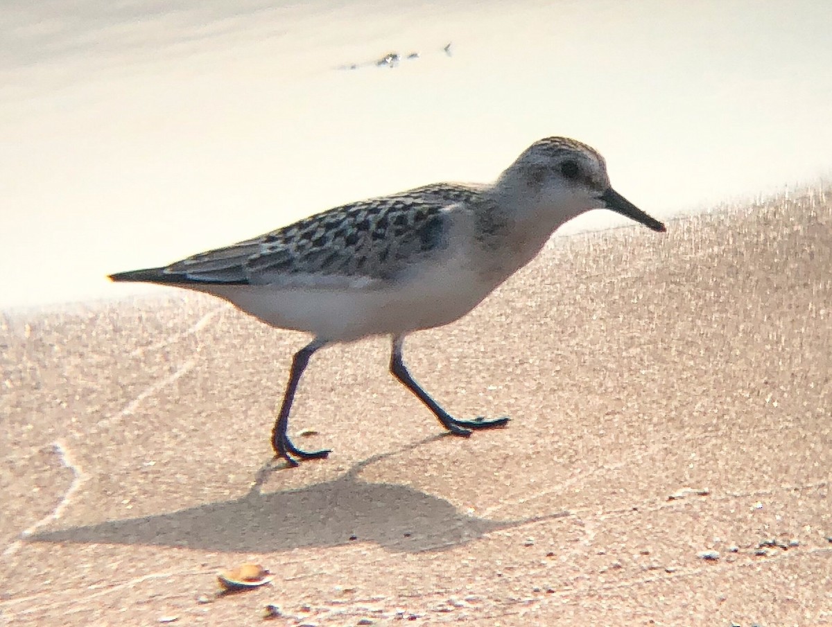 Bécasseau sanderling - ML206475781