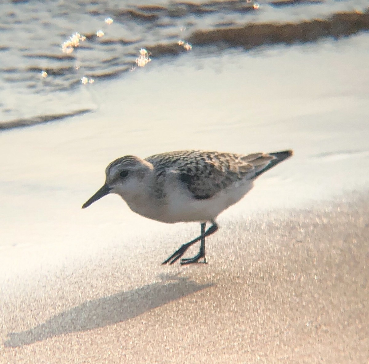 Sanderling - Sydney Woolard