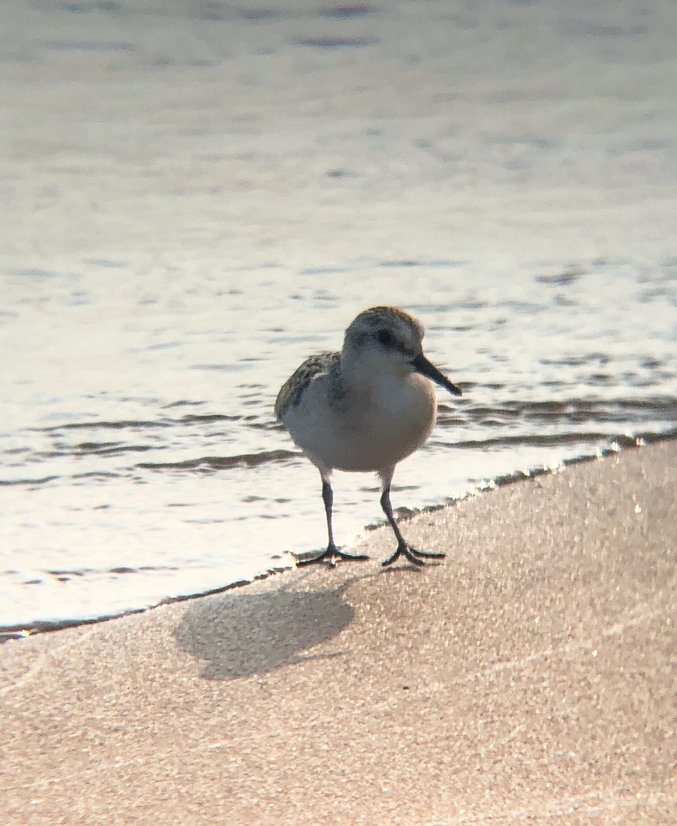 Bécasseau sanderling - ML206475801