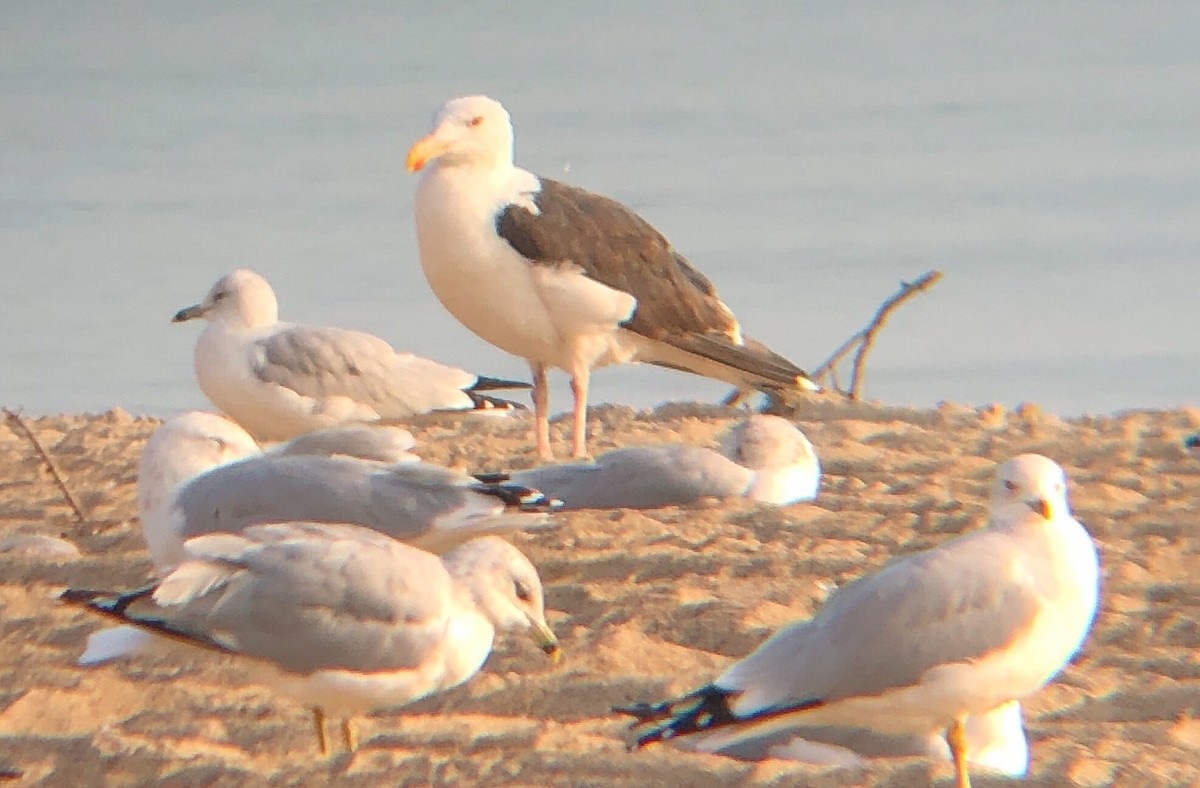 Gaviota Argéntea - ML206476301