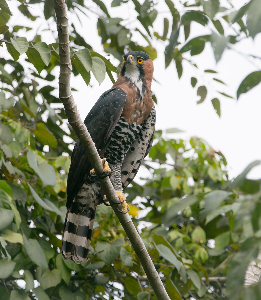 Ornate Hawk-Eagle - ML206479171