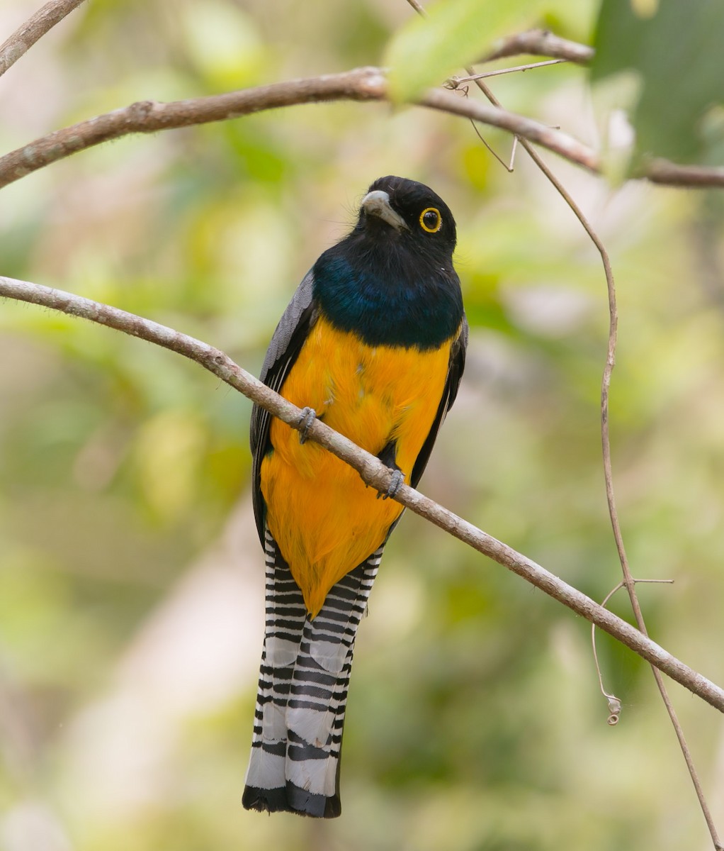 Gartered Trogon - ML206479371