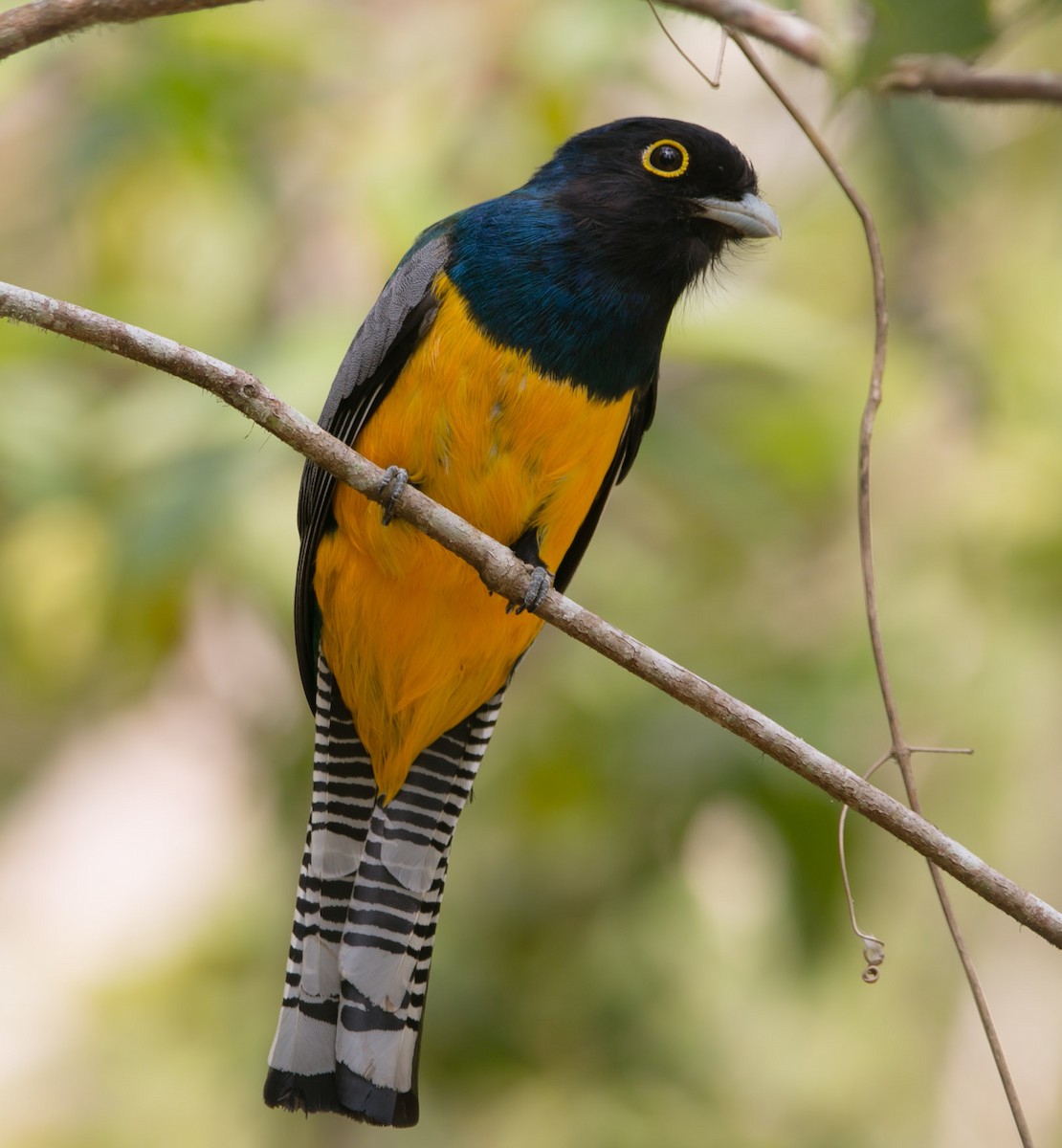 Gartered Trogon - ML206479381