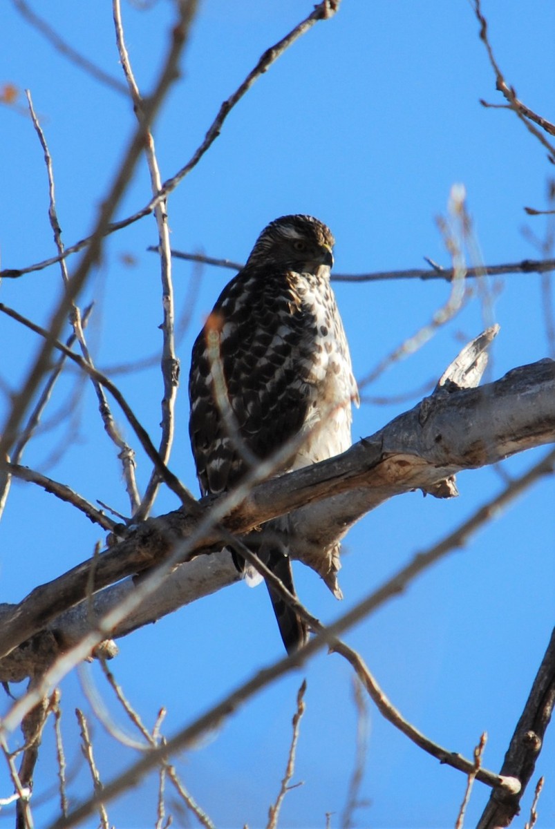 American Goshawk - ML206479761