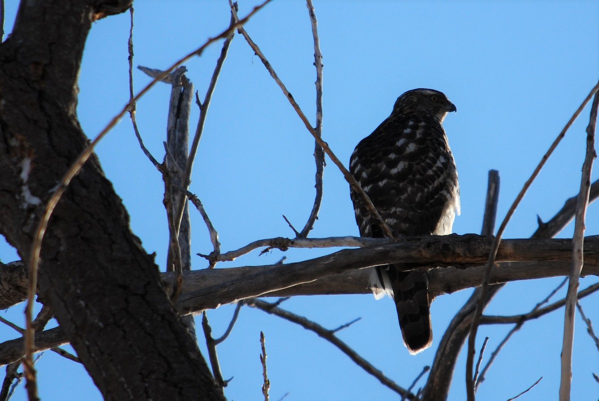 American Goshawk - ML206479871