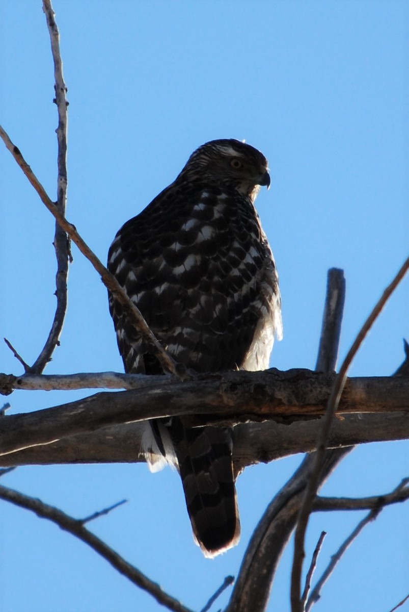 American Goshawk - ML206479991