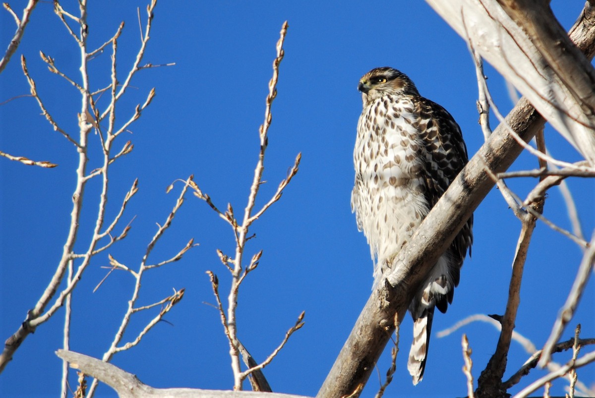 American Goshawk - ML206480091