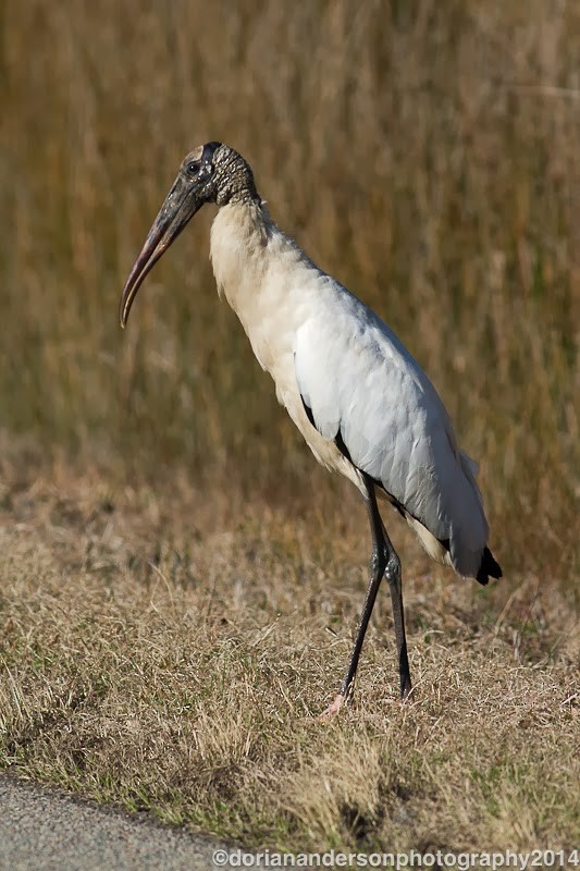 Wood Stork - Dorian Anderson