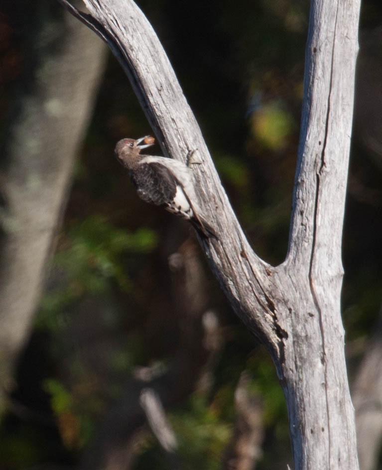 Red-headed Woodpecker - ML20648301